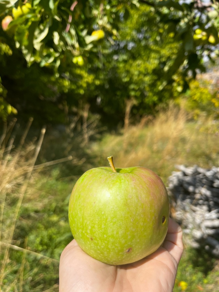 Granny Smith Elma (1 kg)