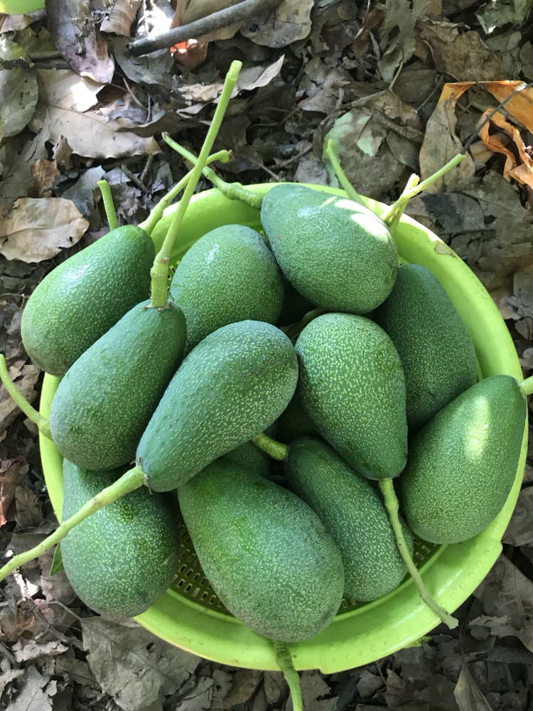 Fuerte Avokado (10 adet)