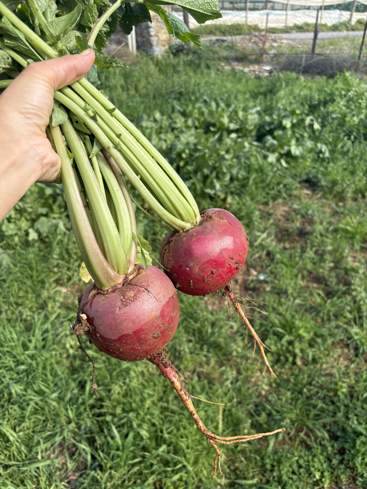 Turp (1 kg)