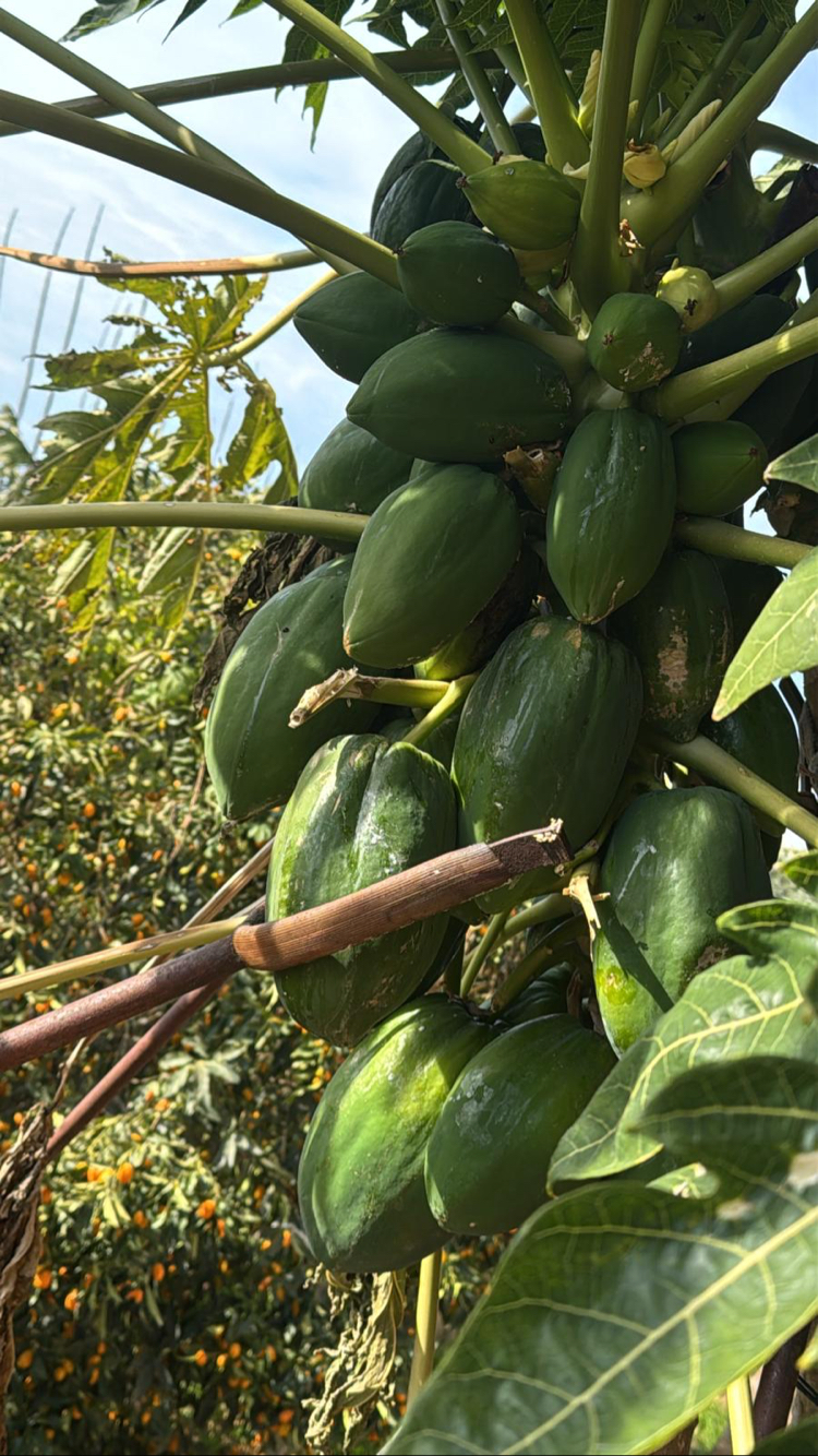 Papaya (yeşil/ham) (orta boy)