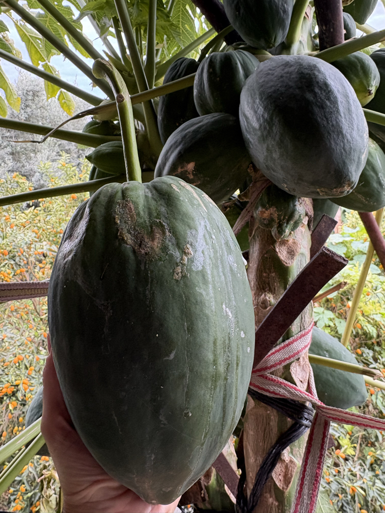 Papaya (yeşil/ham) (orta boy)