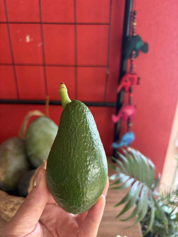 Yabani(aşısız) Avokado (1 kg)