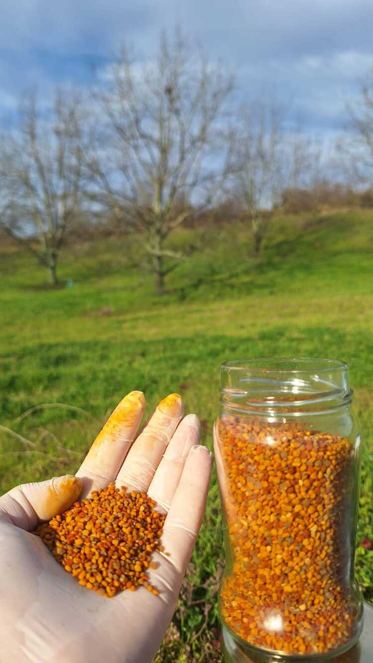 SAPANCA KURU POLEN// 320 cc net 200 gr