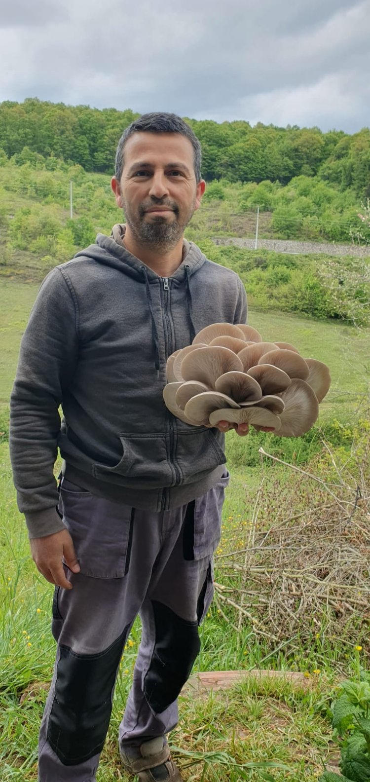İstiridye Mantarı