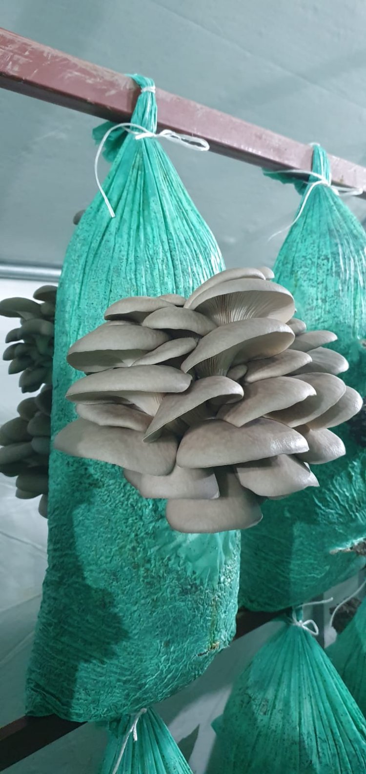 İstiridye Mantarı