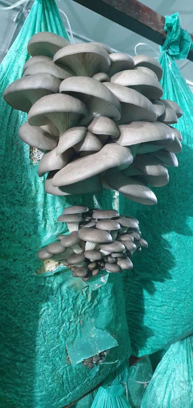 İstiridye Mantarı