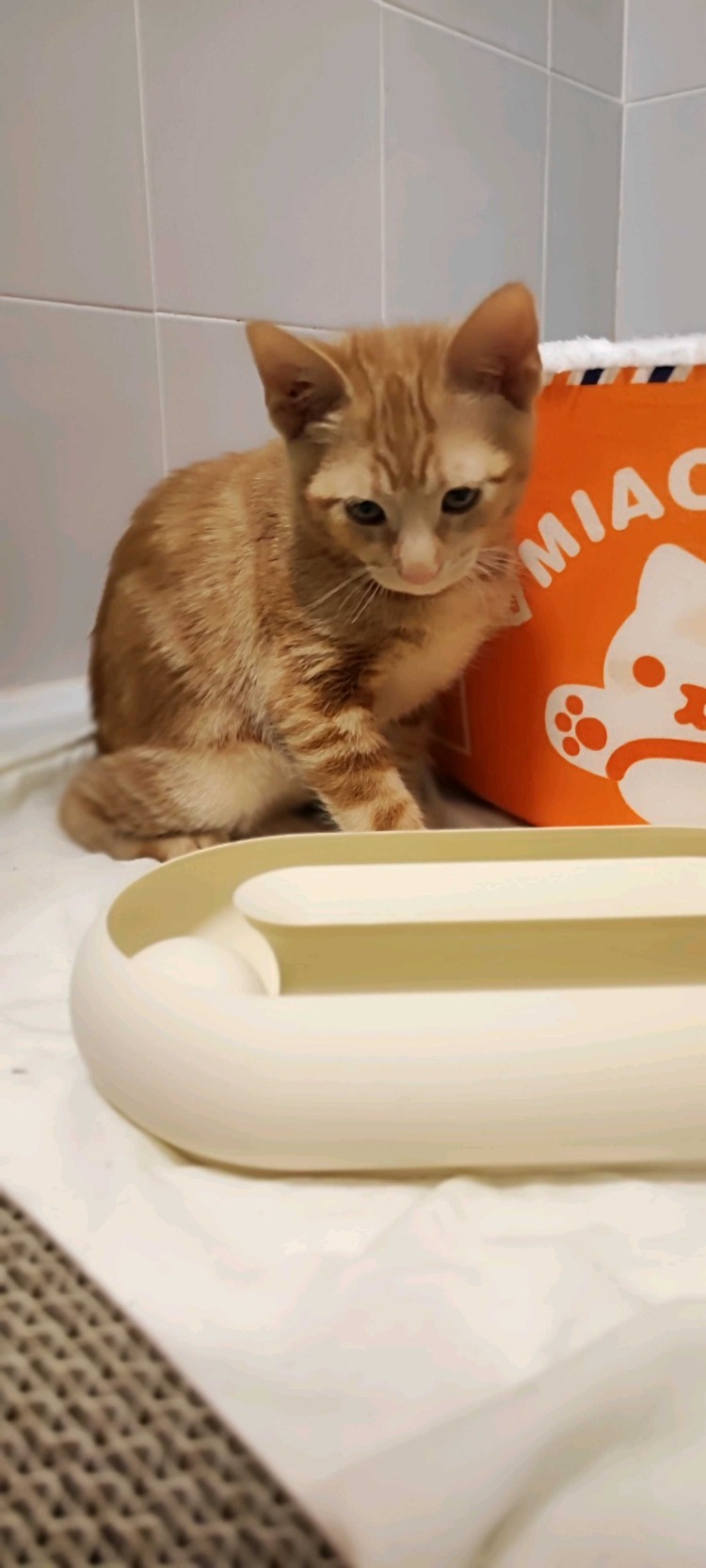 Kaybolmayan Toplu Kedi Oyuncağı | İnteraktif Oyun Kasesi