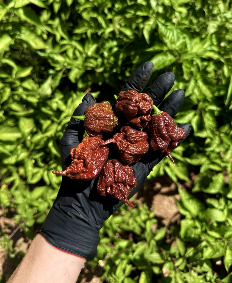 Carolinareaper Acı sos 50ml kavanoz