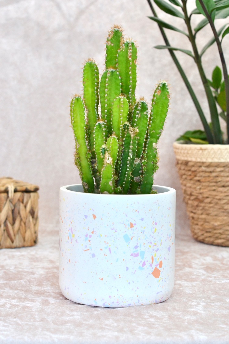 Renkli Terrazzo Saksı