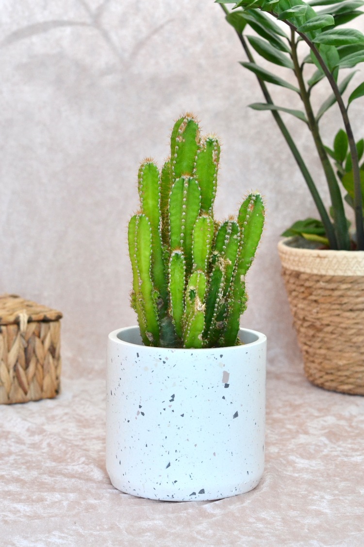 Kahverengi Terrazzo Saksı