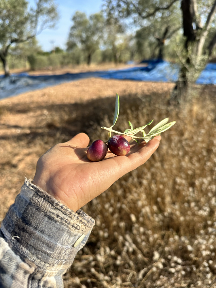 Naturel Sızma Zeytinyağı 1 L