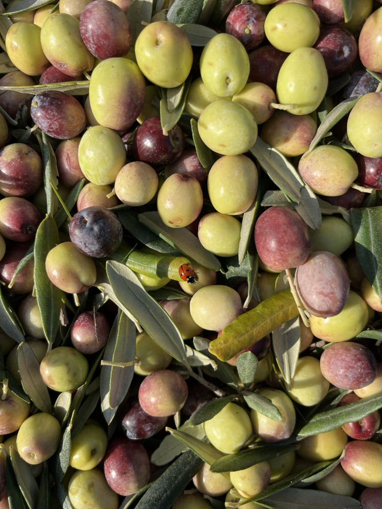 Erken Hasat Soğuk Sıkım Naturel Sızma Zeytinyağı 0.5L