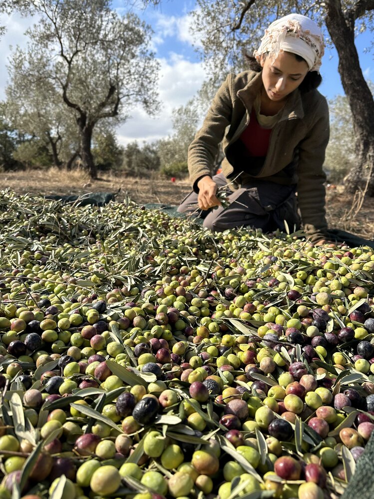 Erken Hasat Soğuk Sıkım Naturel Sızma Zeytinyağı 0.5L