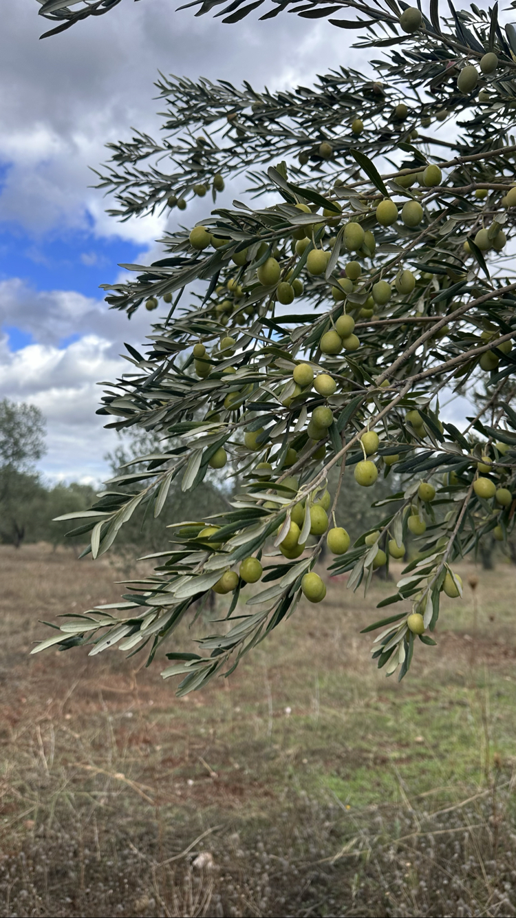 Erken Hasat Soğuk Sıkım Naturel Sızma Zeytinyağı 0.5L