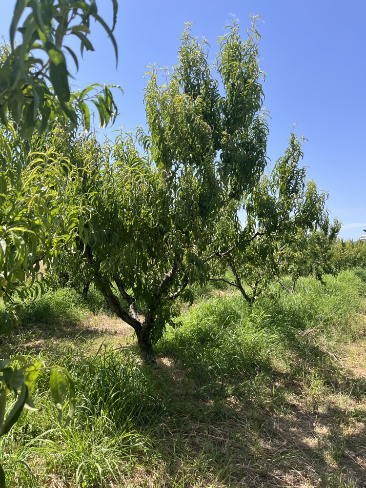 Bayramiç Beyazı Marmelatı