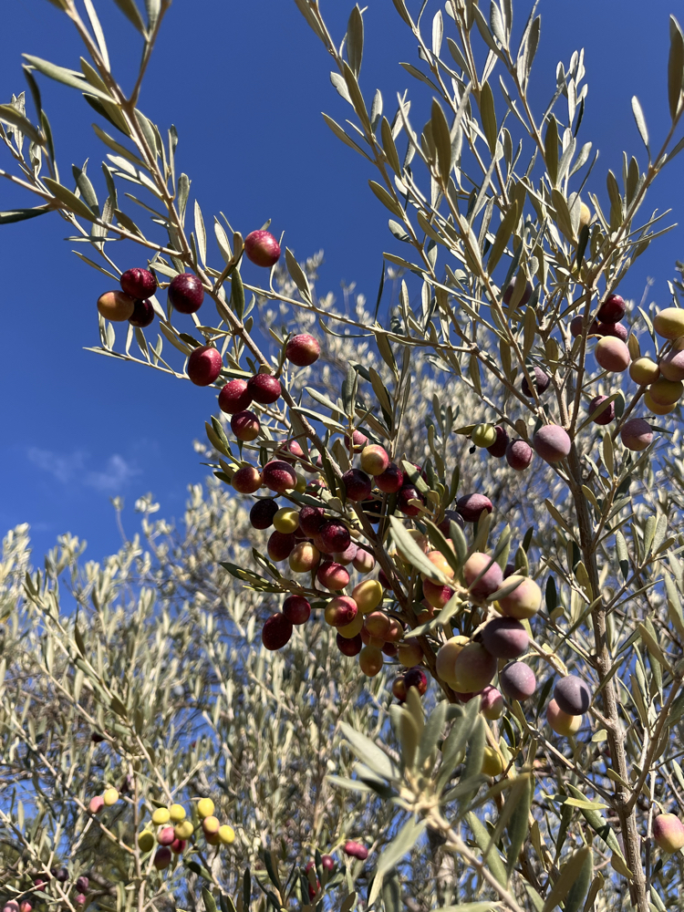 Naturel Sızma Zeytinyağı 5L