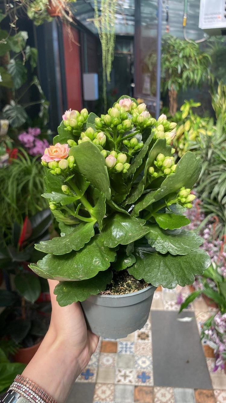 Kalanchoe 