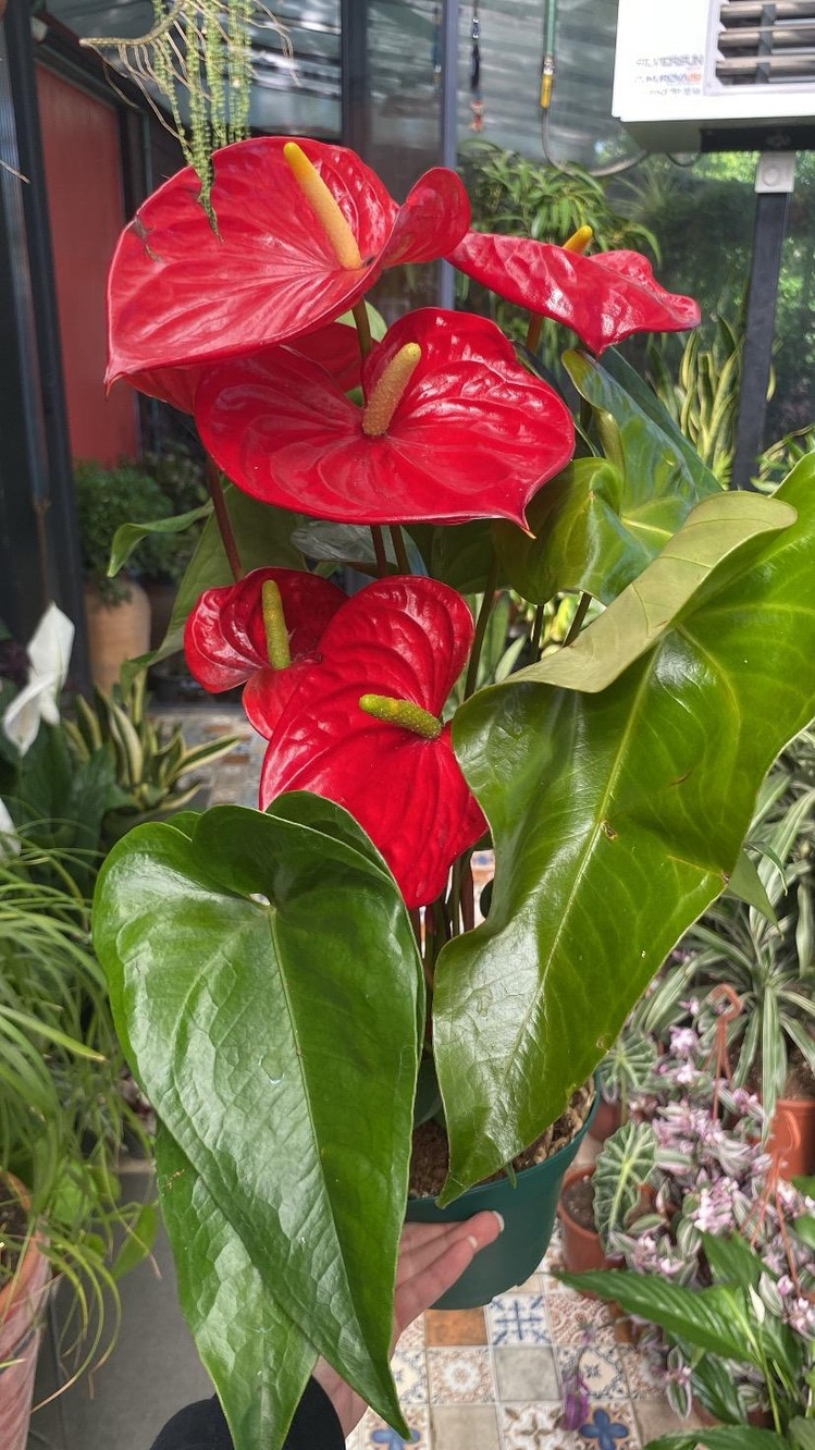 Mega Boy Anthurium 