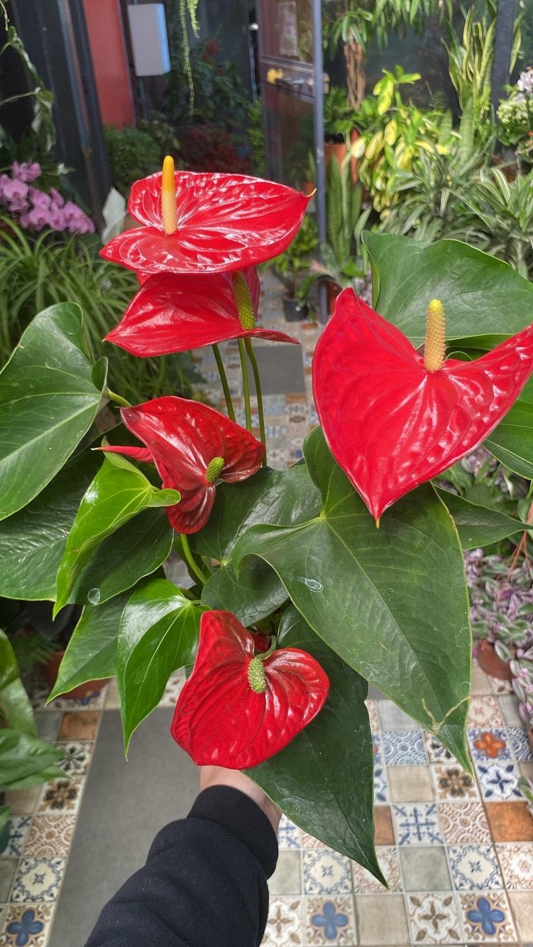 Büyük Boy Anthurium 