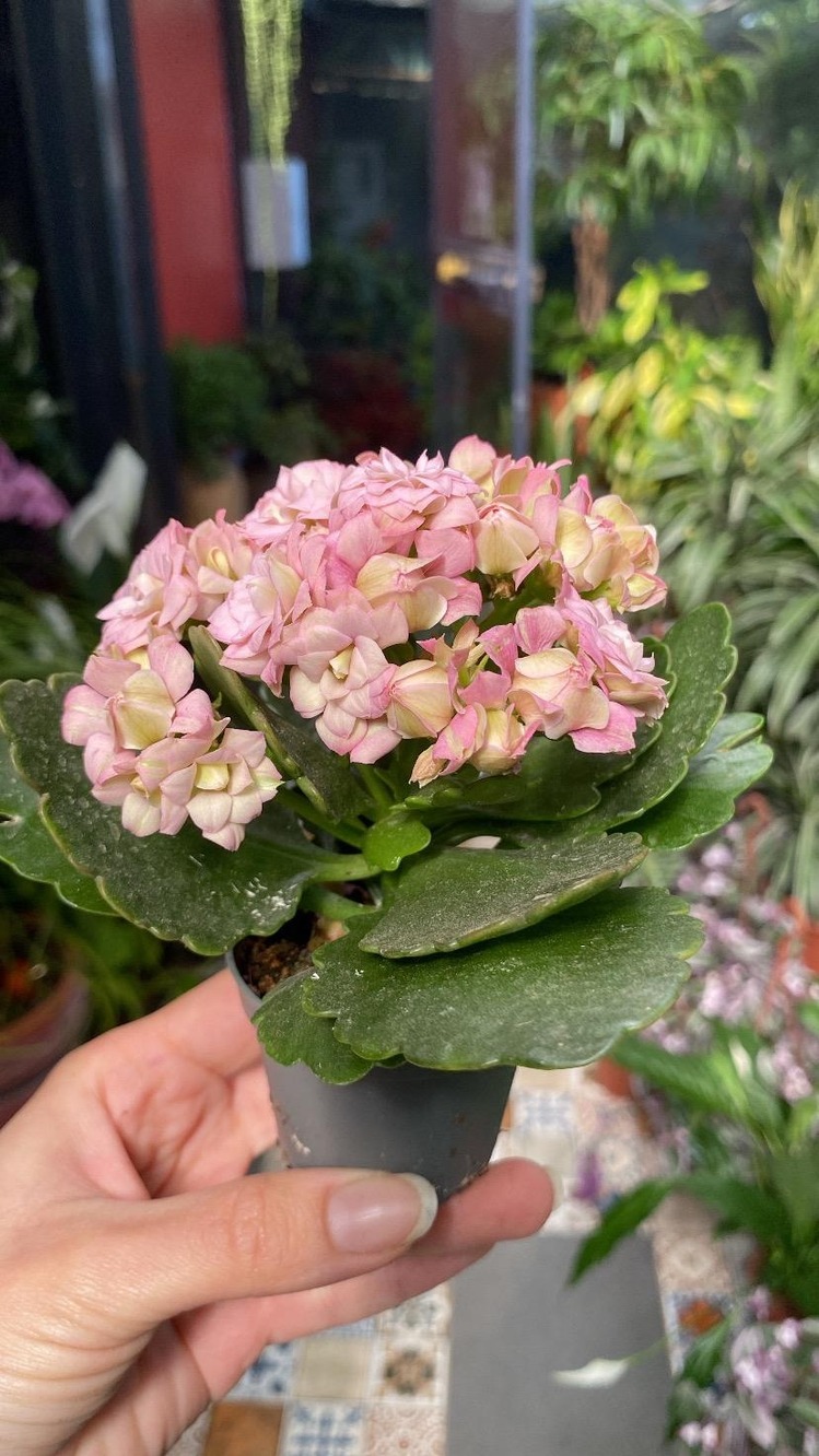 Mini Boy Kalanchoe 