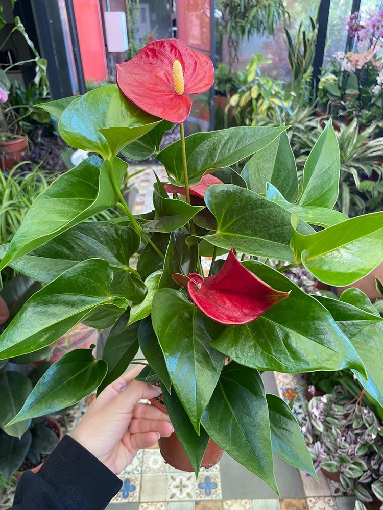 Anthurium 