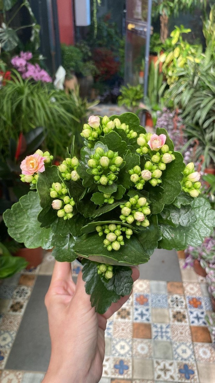 Kalanchoe 