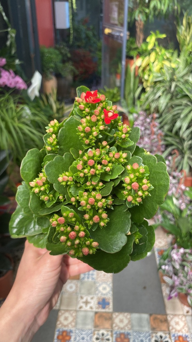 Kalanchoe 