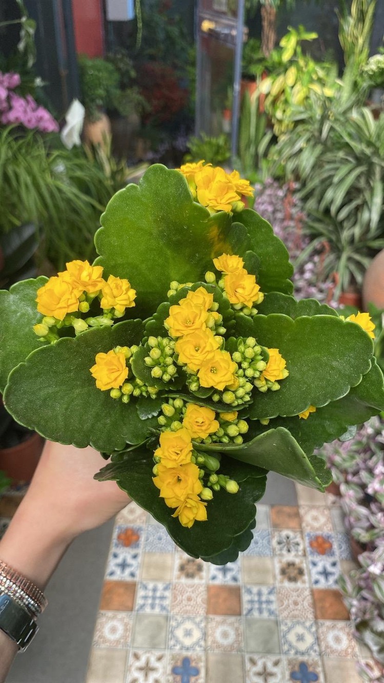 Kalanchoe 