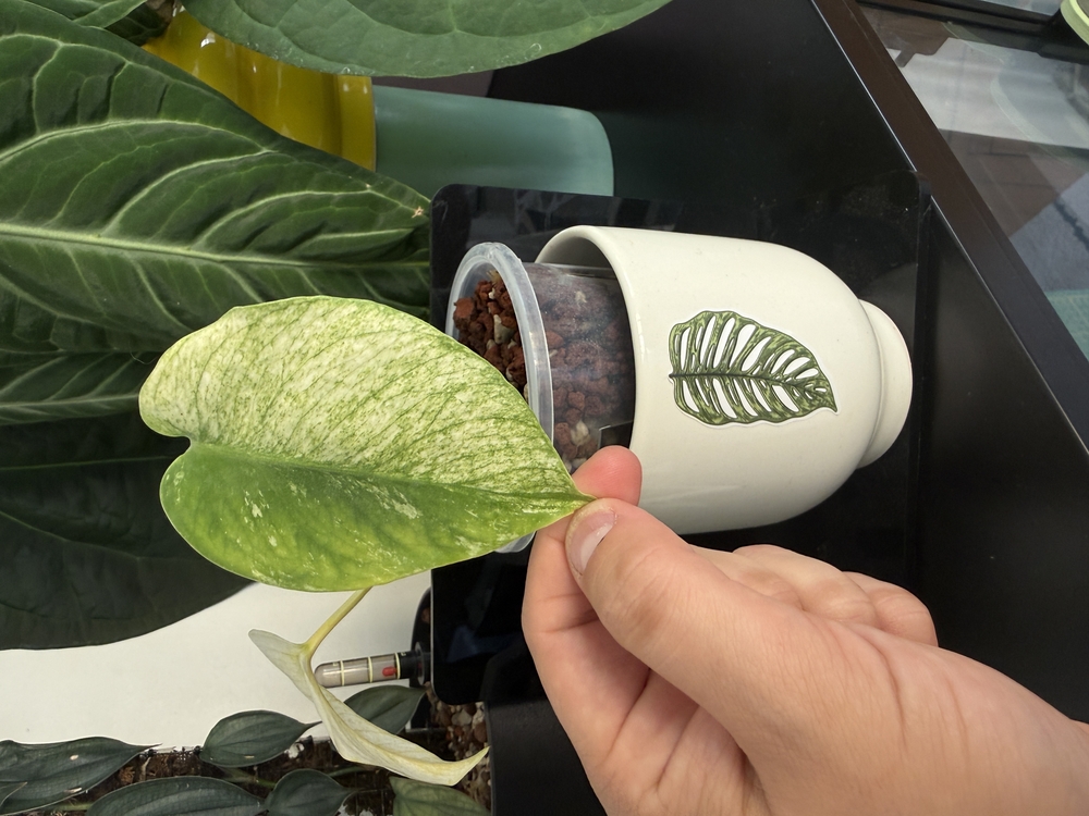 Plant Sticker Set