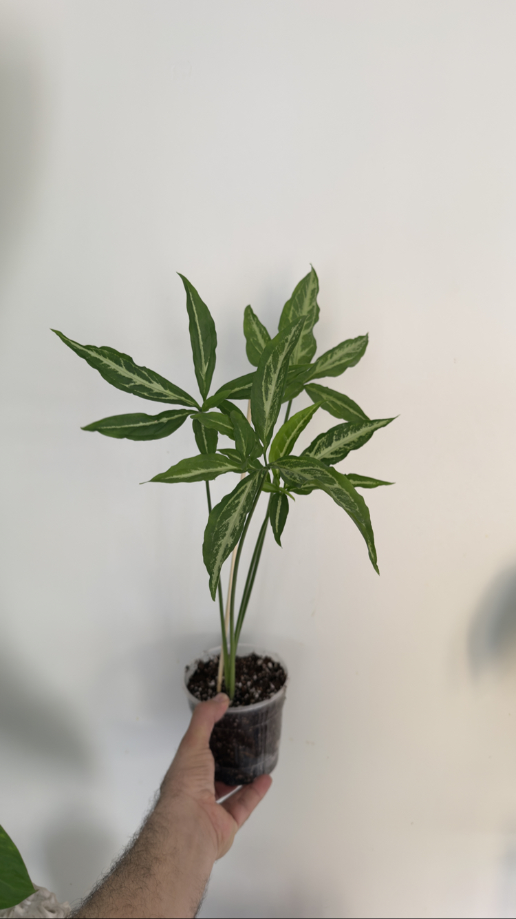 Sygonium Little Star