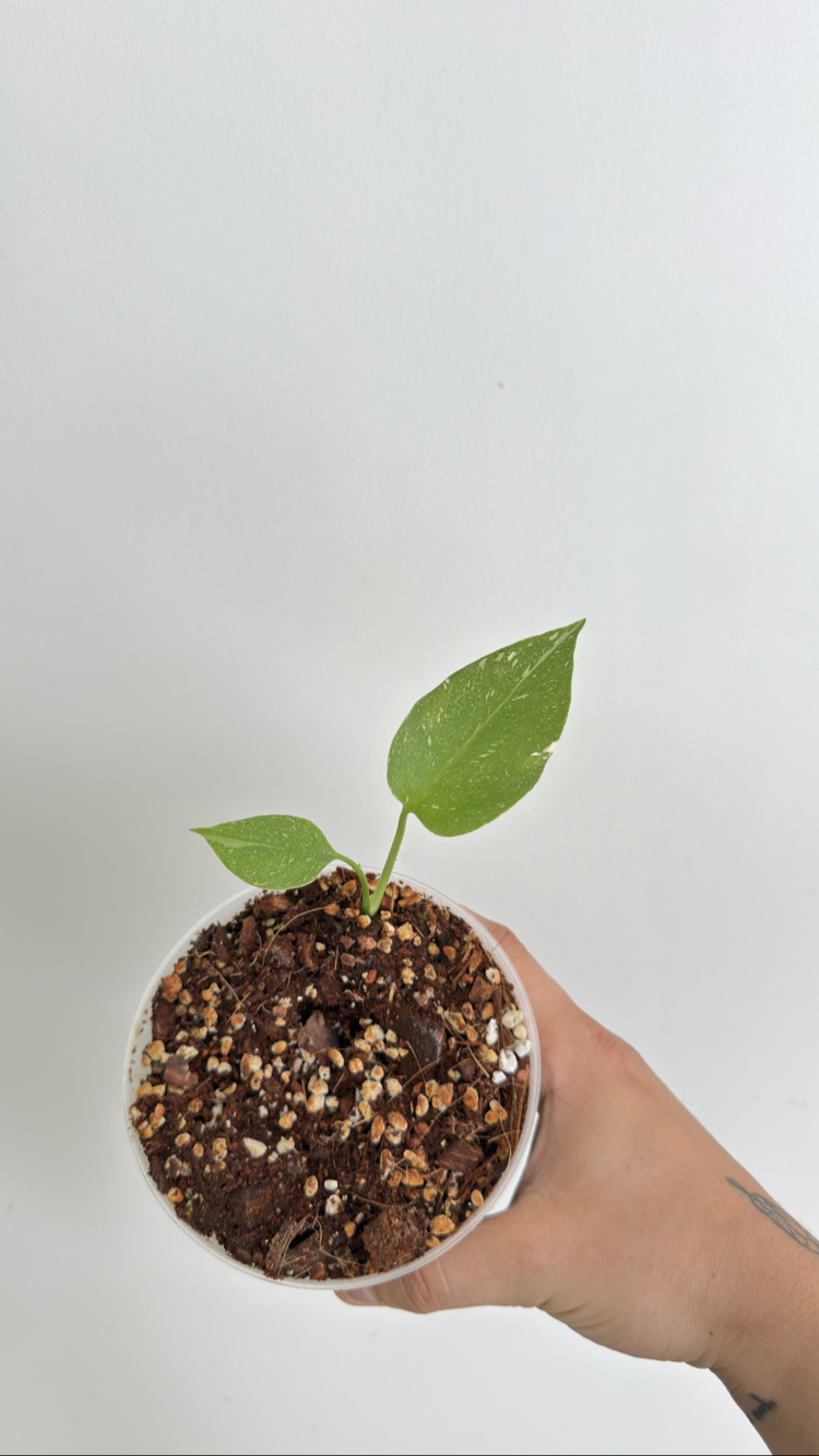 Monstera Thai Cons.+ mons. Minima 