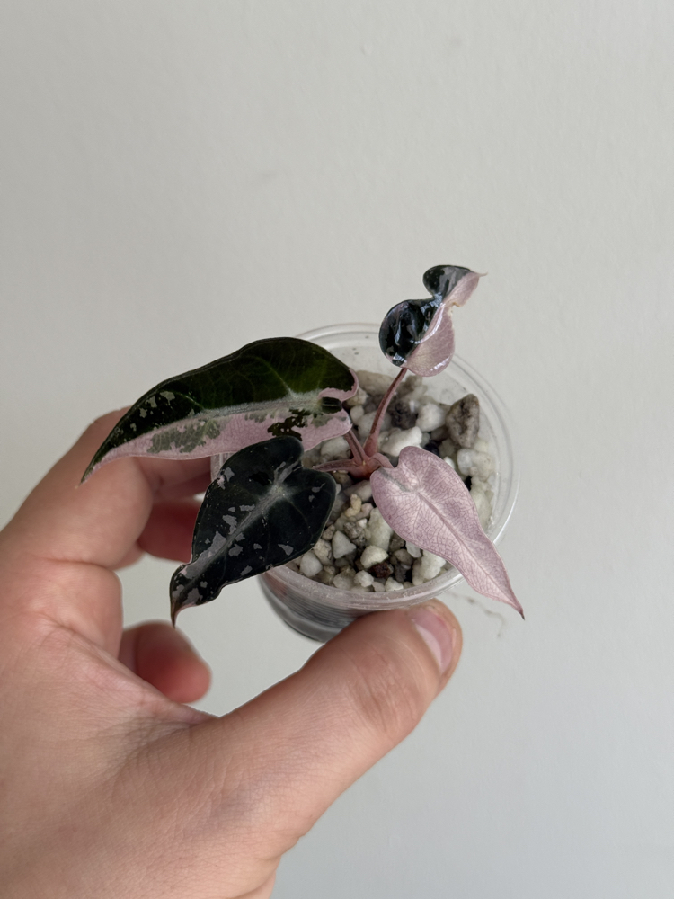 alocasia bambino pink variegated