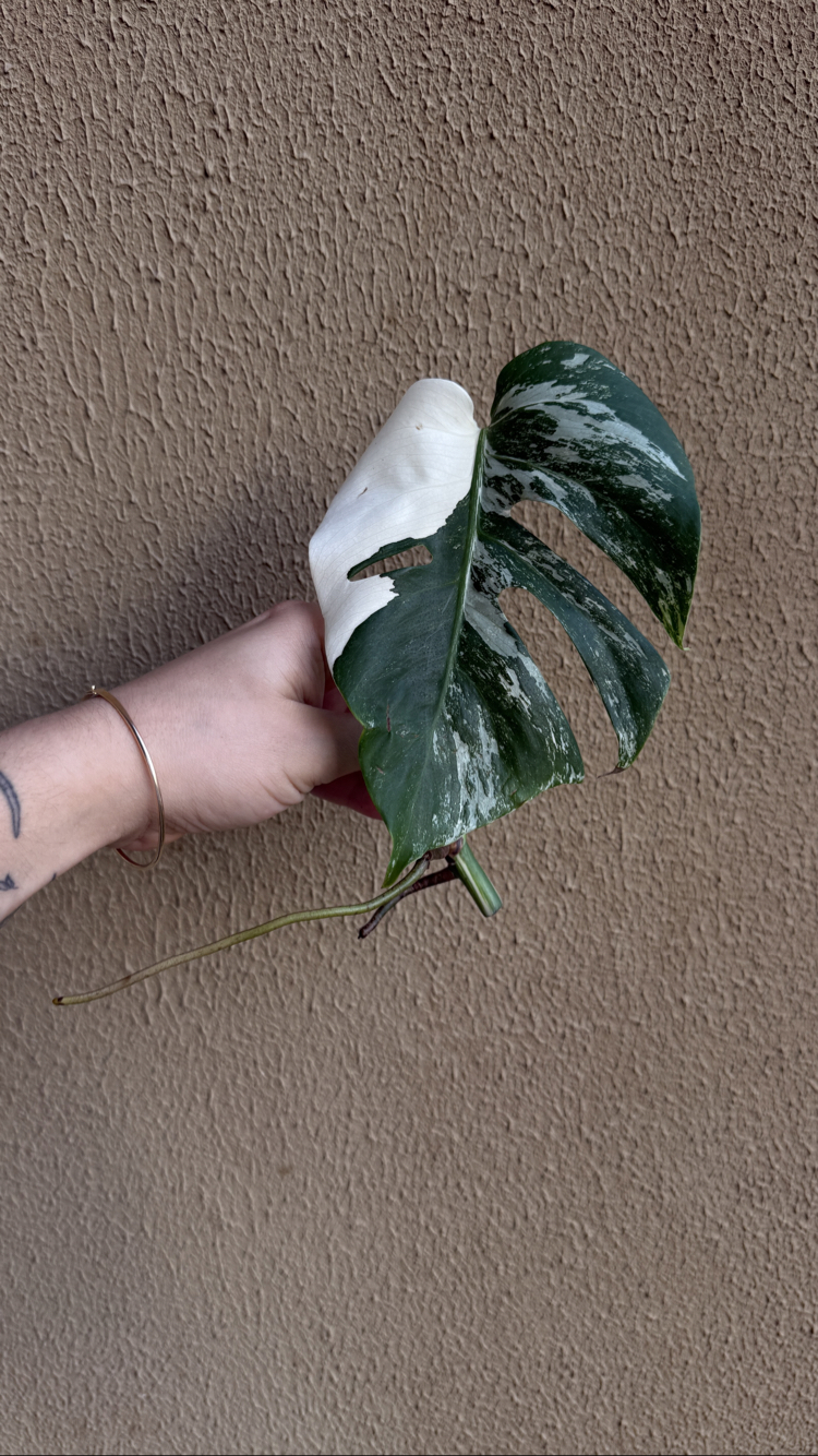 Monstera Deliciosa Çelik 