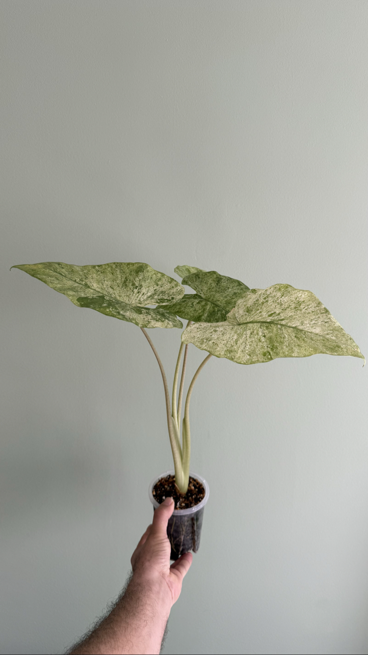 Alocasia machorizos Camuflaj