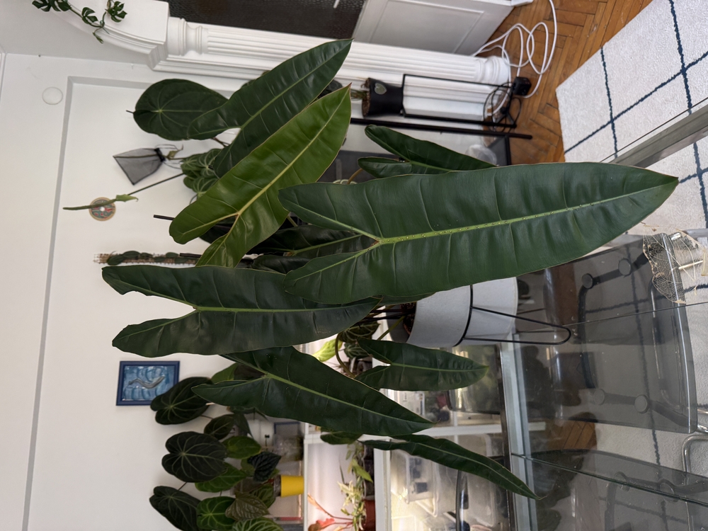 Philodendron Billiate