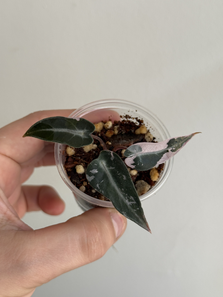 Alocasia Bambino pink 
