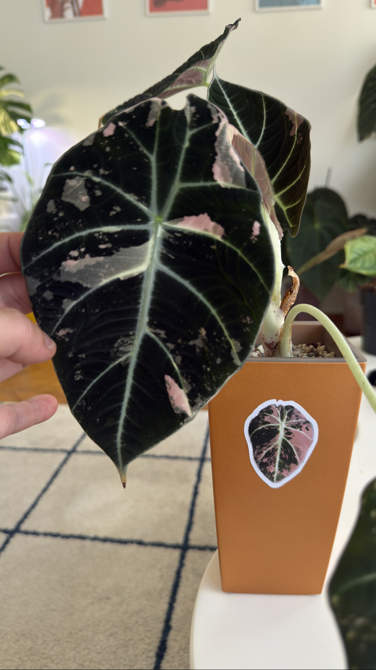 Variegated Alocasia Sticker Set