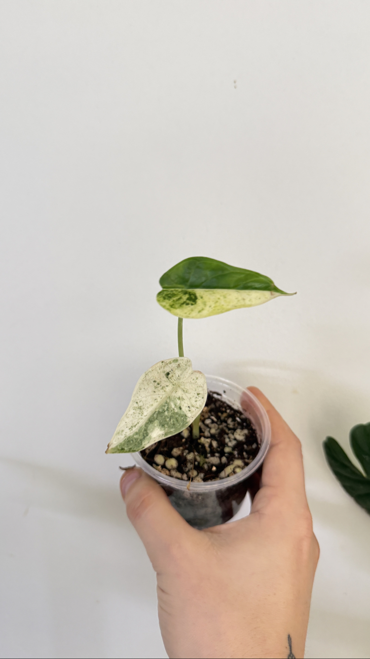 Alocasia Dragon Scale Mint Variegated