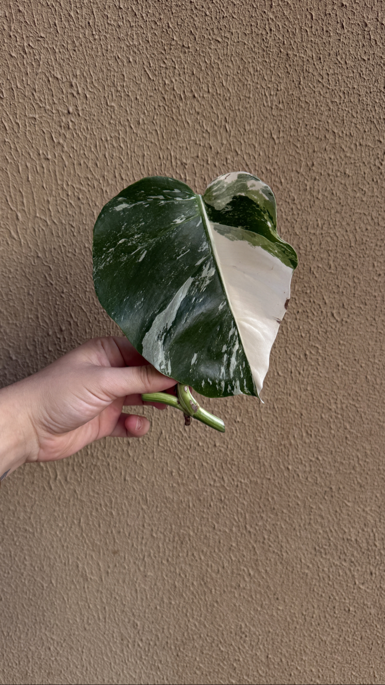 Monstera Deliciosa Albo 