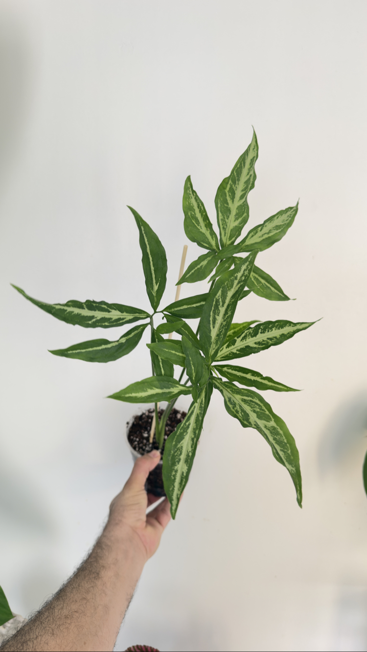 Sygonium Little Star