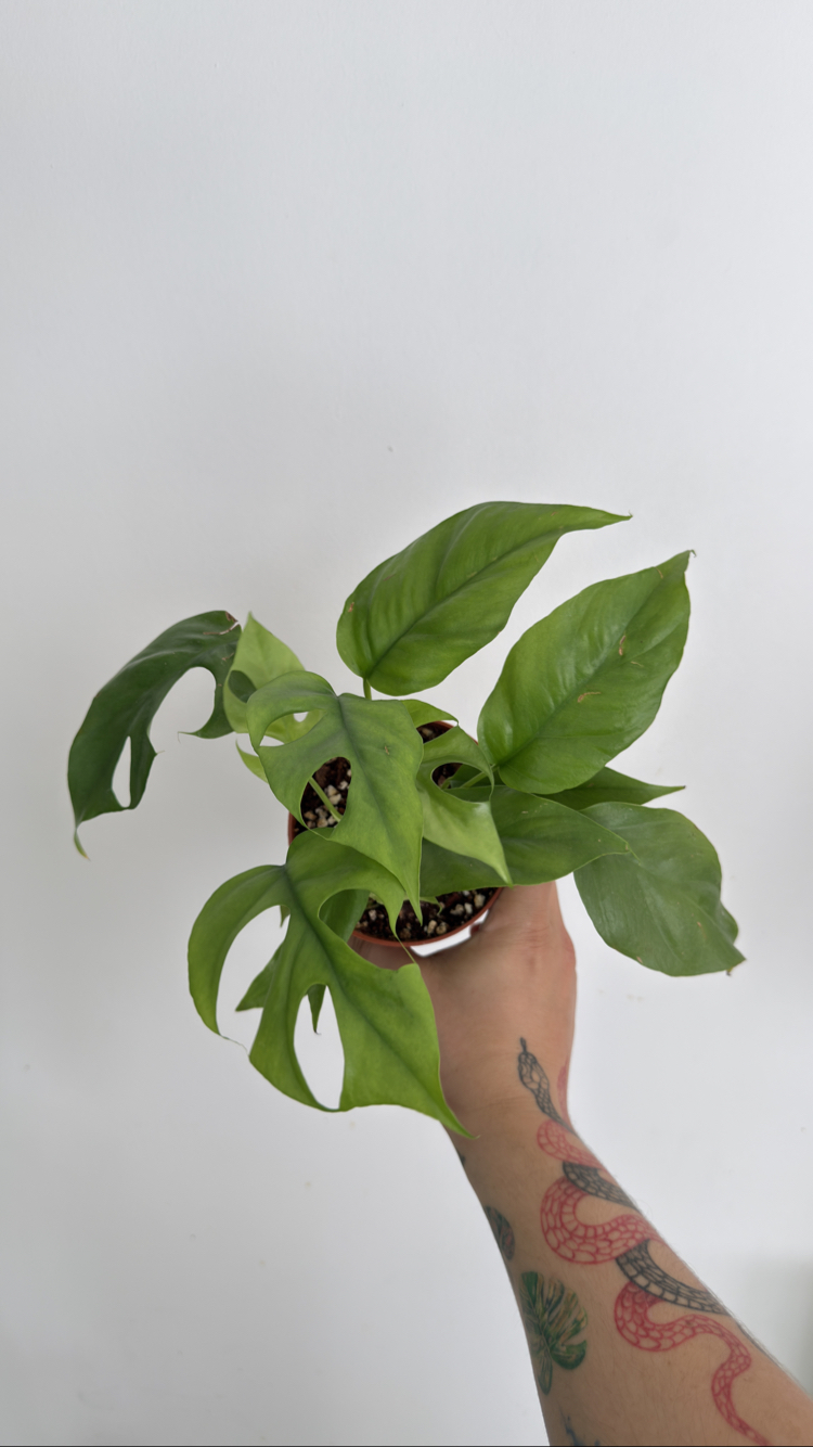 Monstera Thai Cons.+ mons. Minima 