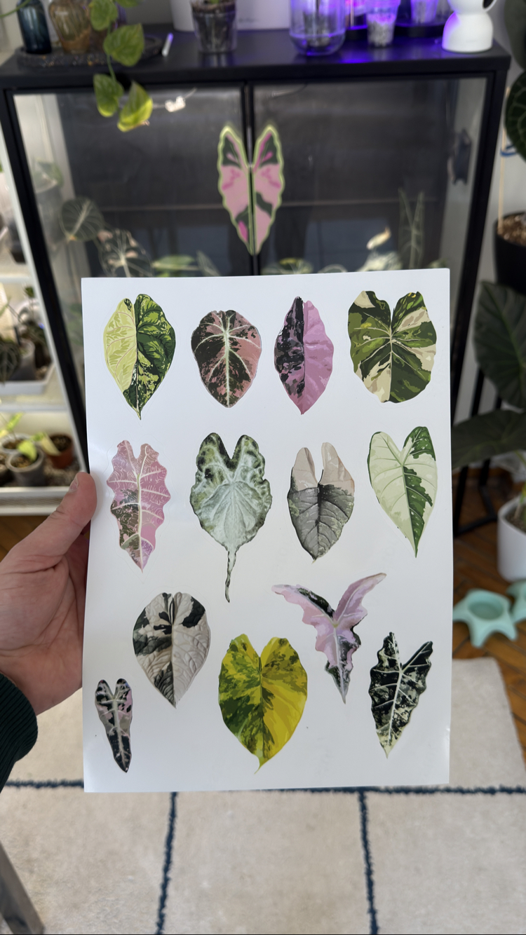 Variegated Alocasia Sticker Set