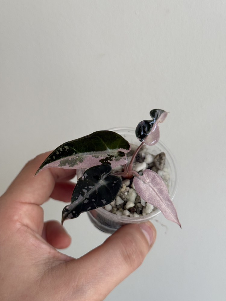 alocasia bambino pink variegated