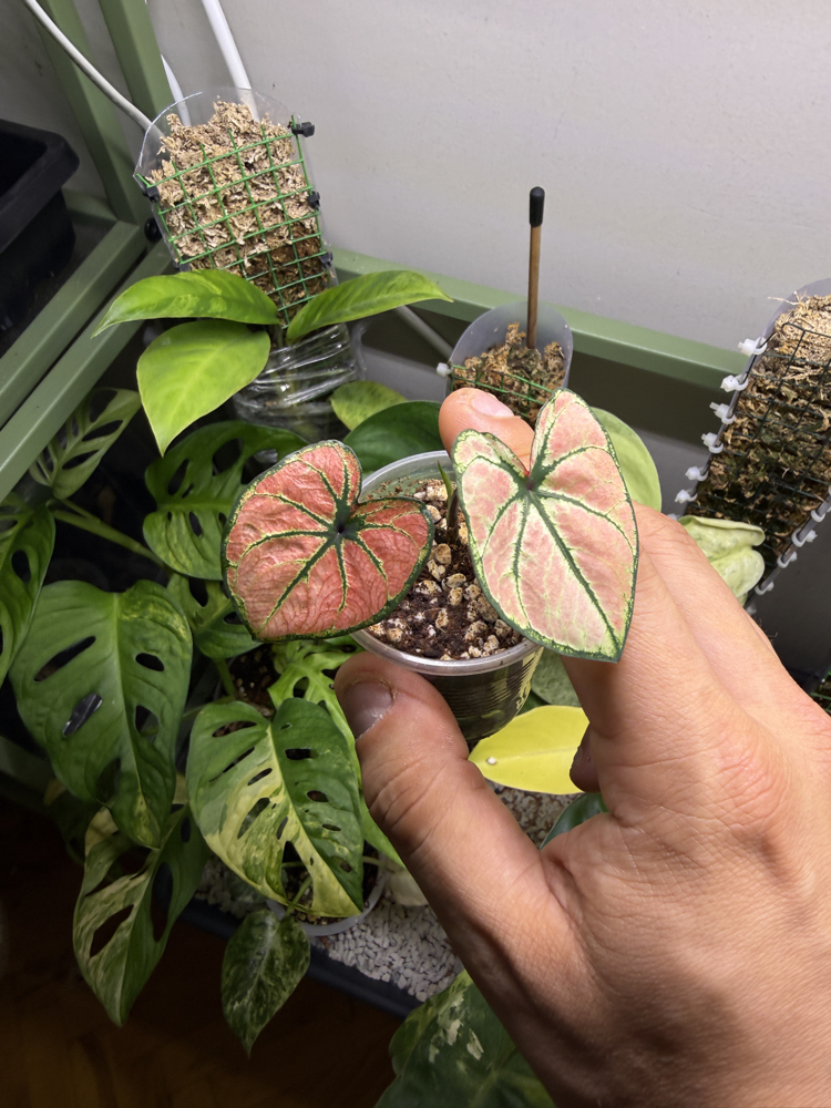 Caladium