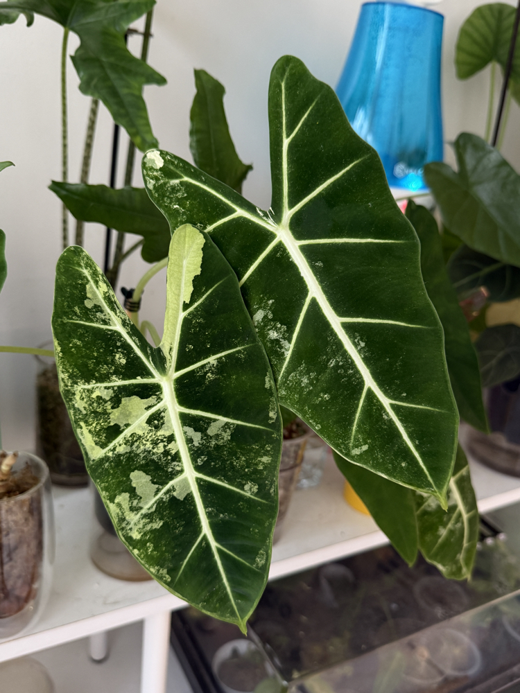 Alocasia Frydek 