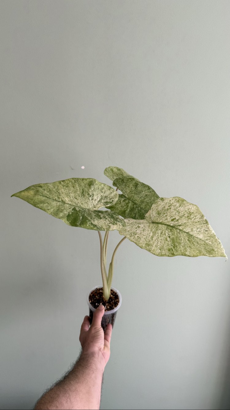Alocasia machorizos Camuflaj