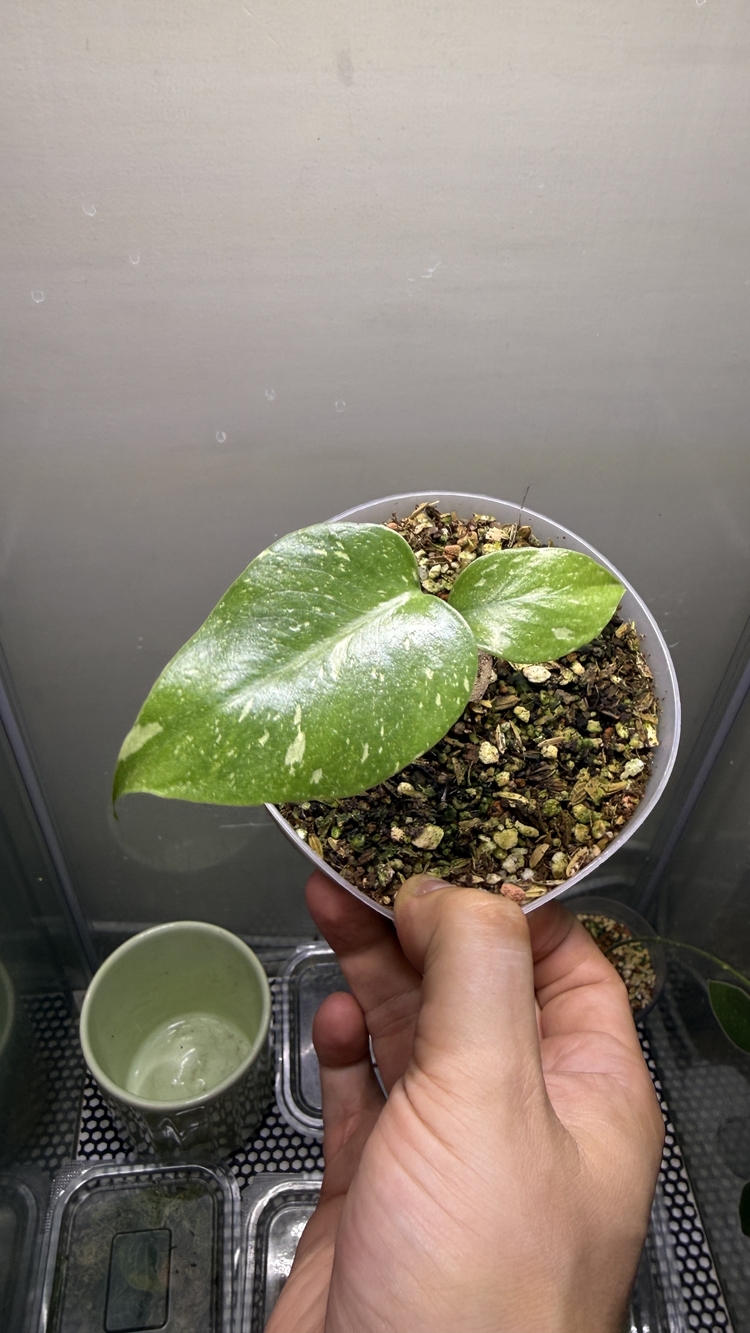 Monstera Thai Constellation(2 adet)