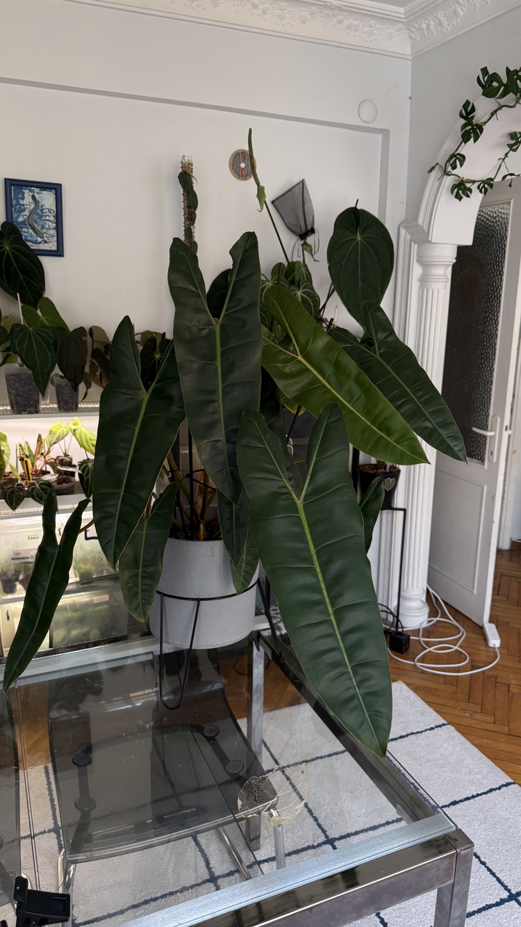 Philodendron Billiate