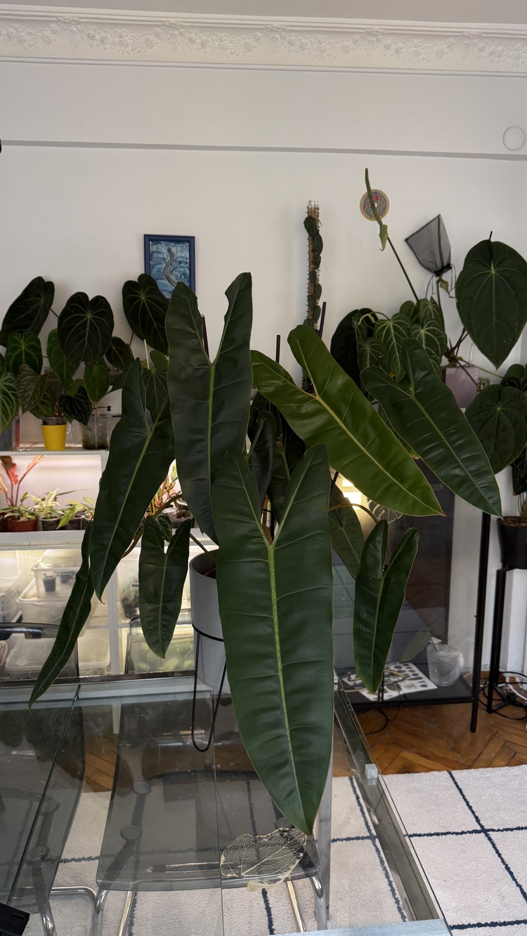 Philodendron Billiate