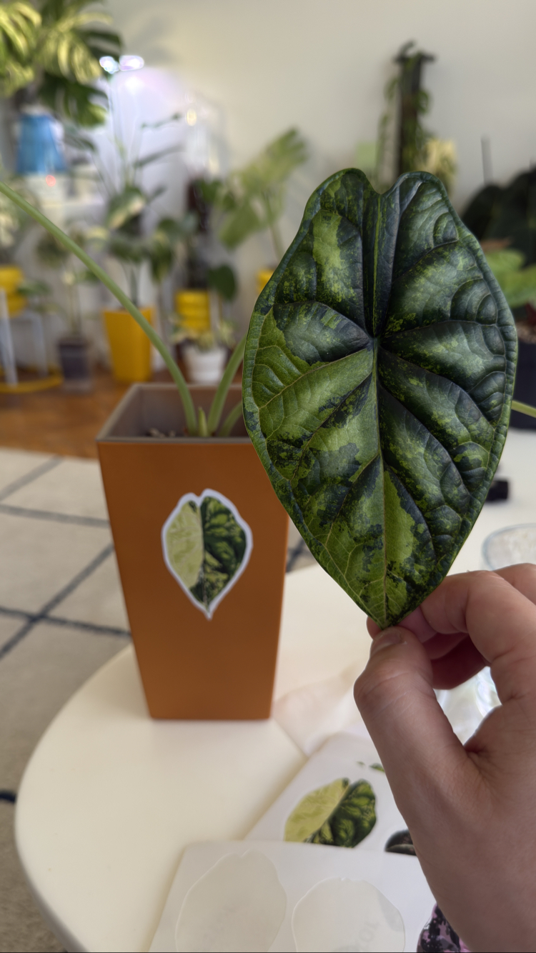 Variegated Alocasia Sticker Set